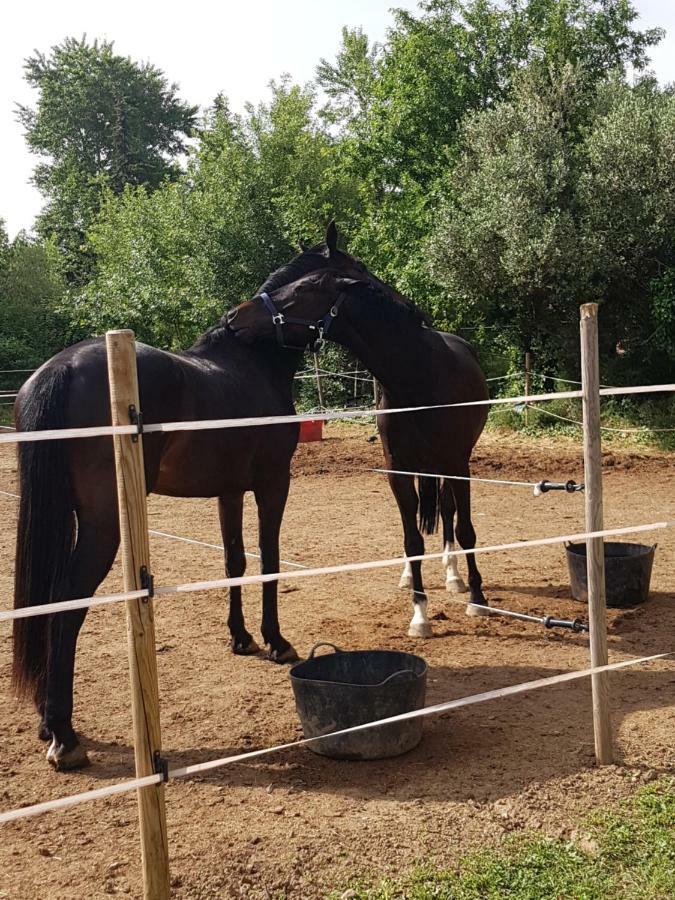 Haras Des Arcades Βίλα Περπινιάν Εξωτερικό φωτογραφία